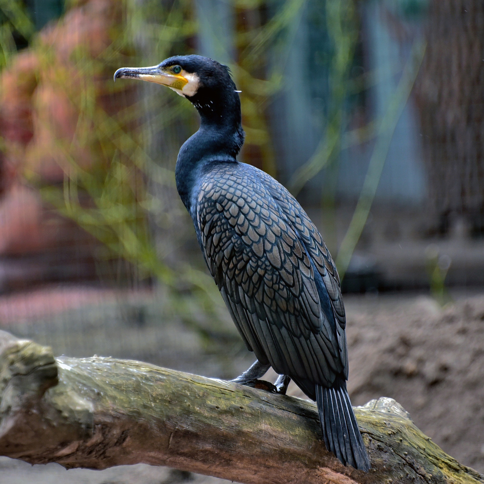 У КиївЗоо птахи продовжують переселятися із зимових домівок. Фото: facebook.com/zoo.kyiv.ua