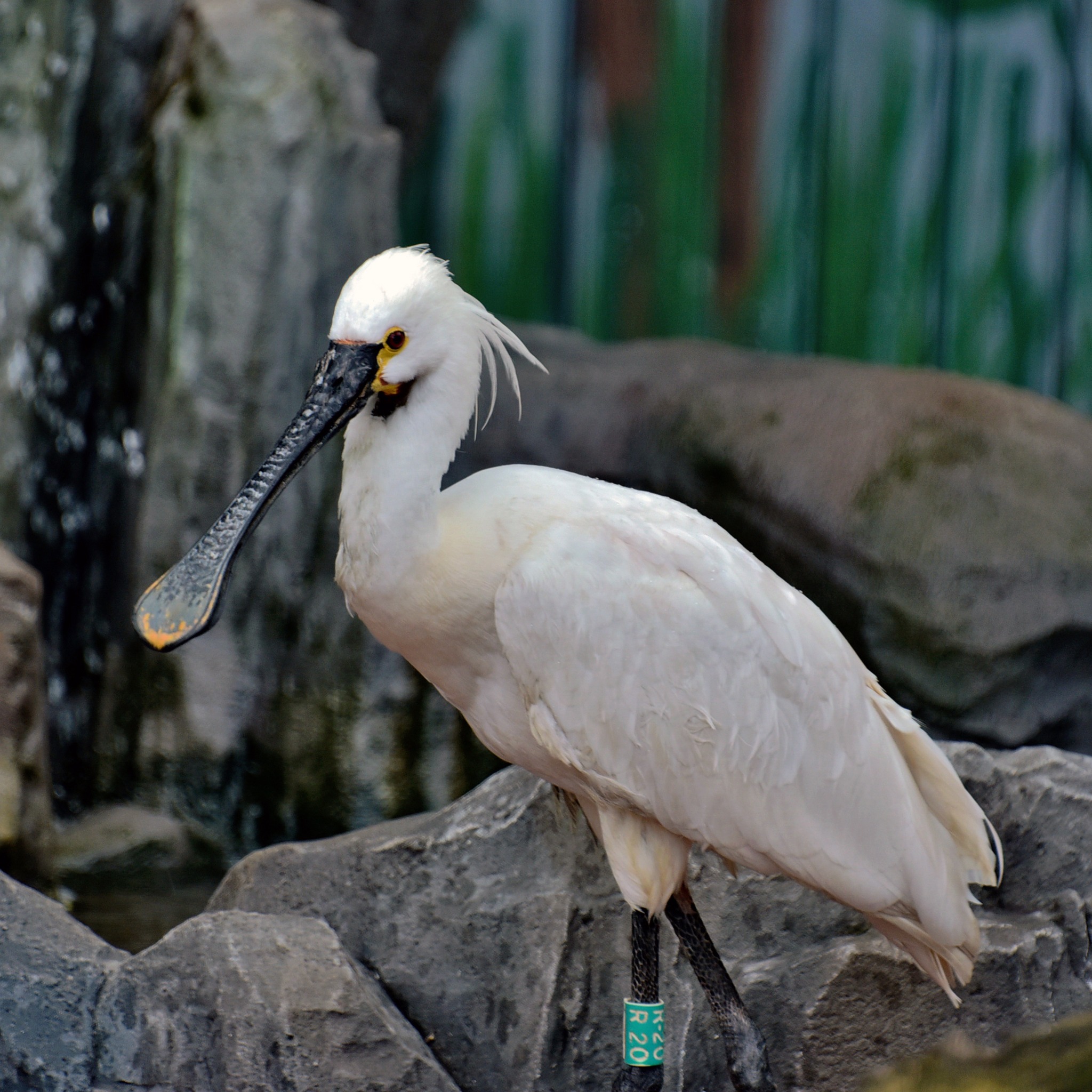 У КиївЗоо птахи продовжують переселятися із зимових домівок. Фото: facebook.com/zoo.kyiv.ua