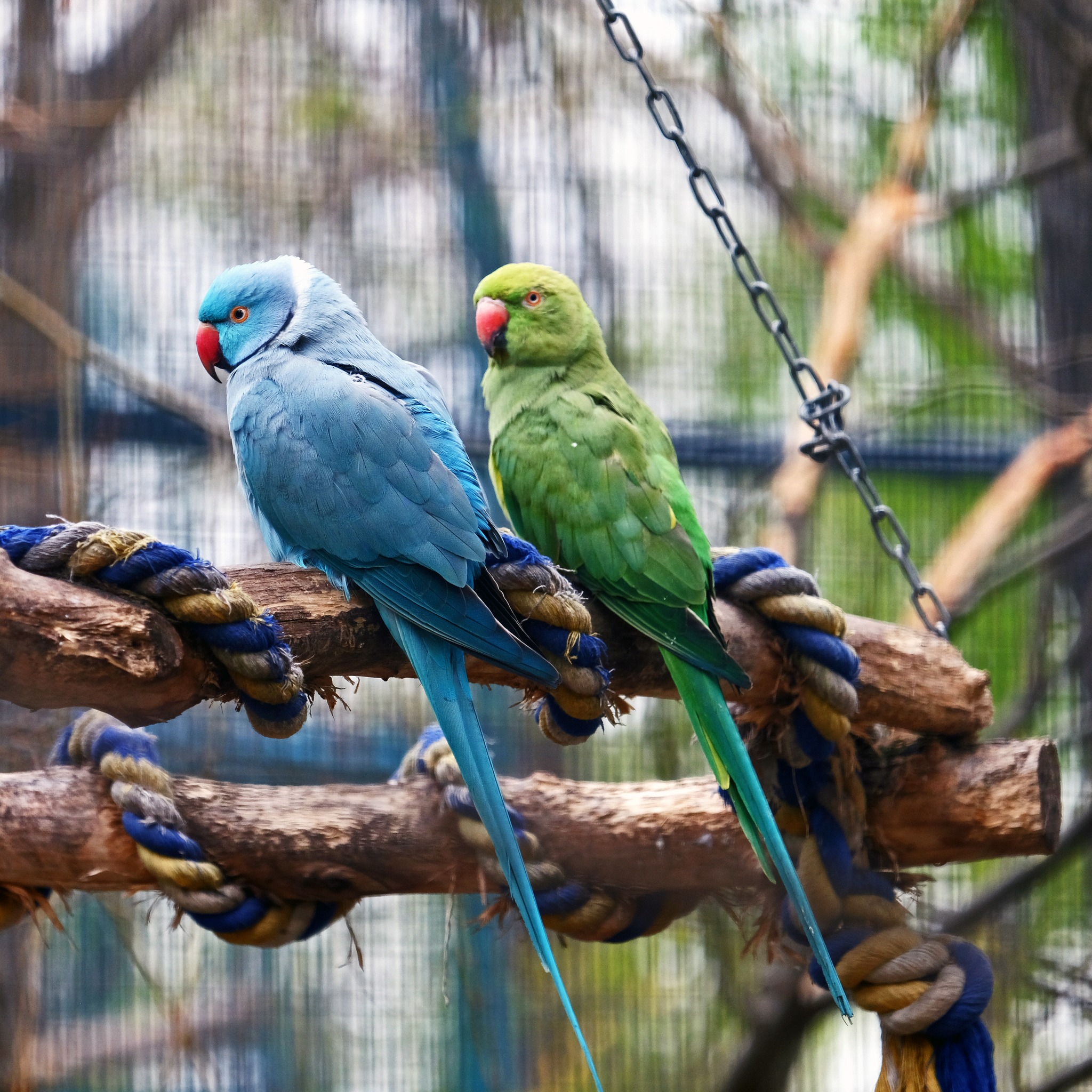 У КиївЗоо птахи продовжують переселятися із зимових домівок. Фото: facebook.com/zoo.kyiv.ua