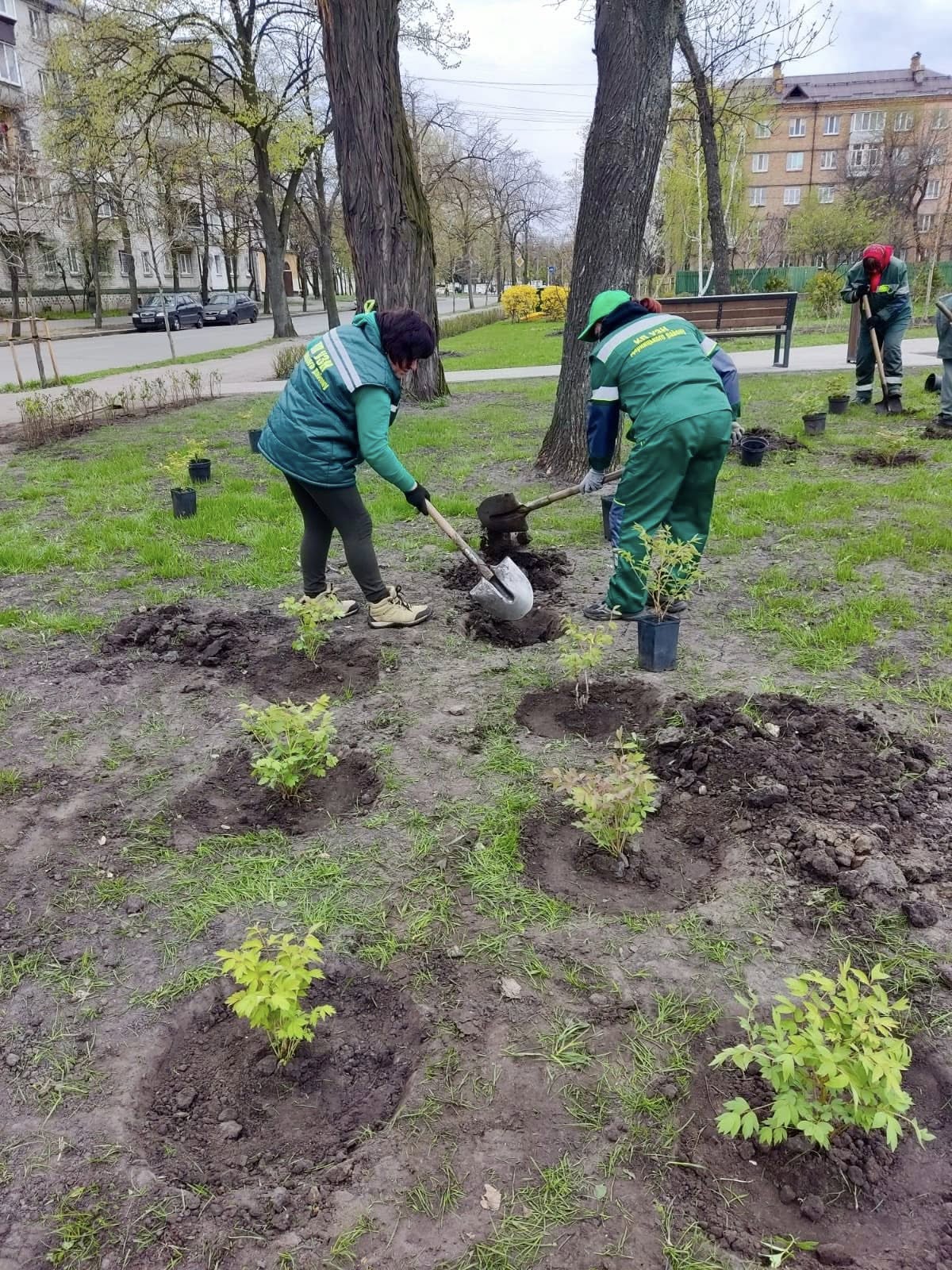 У Києві в зелених зонах з’явилось сотні дерев і тисячі рослин. Фото: facebook.com/zelenbud