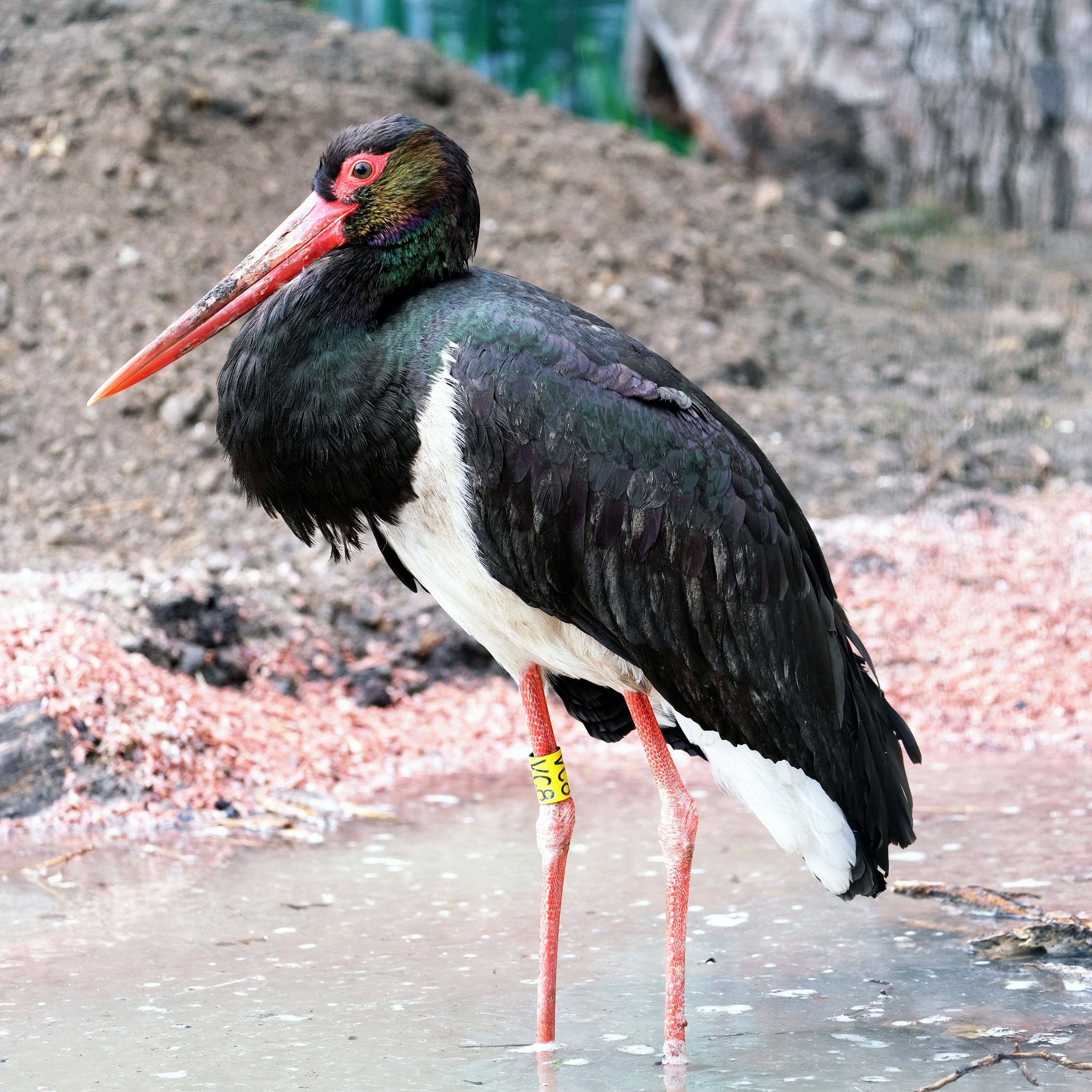 У КиївЗоо птахи продовжують переселятися із зимових домівок. Фото: facebook.com/zoo.kyiv.ua