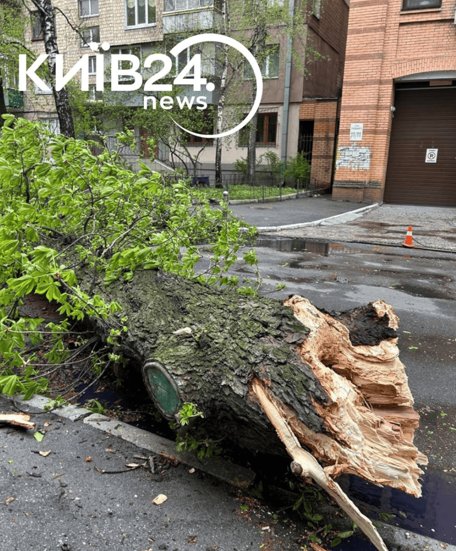 Каштан Іващенка повалив буревій 26 квітня