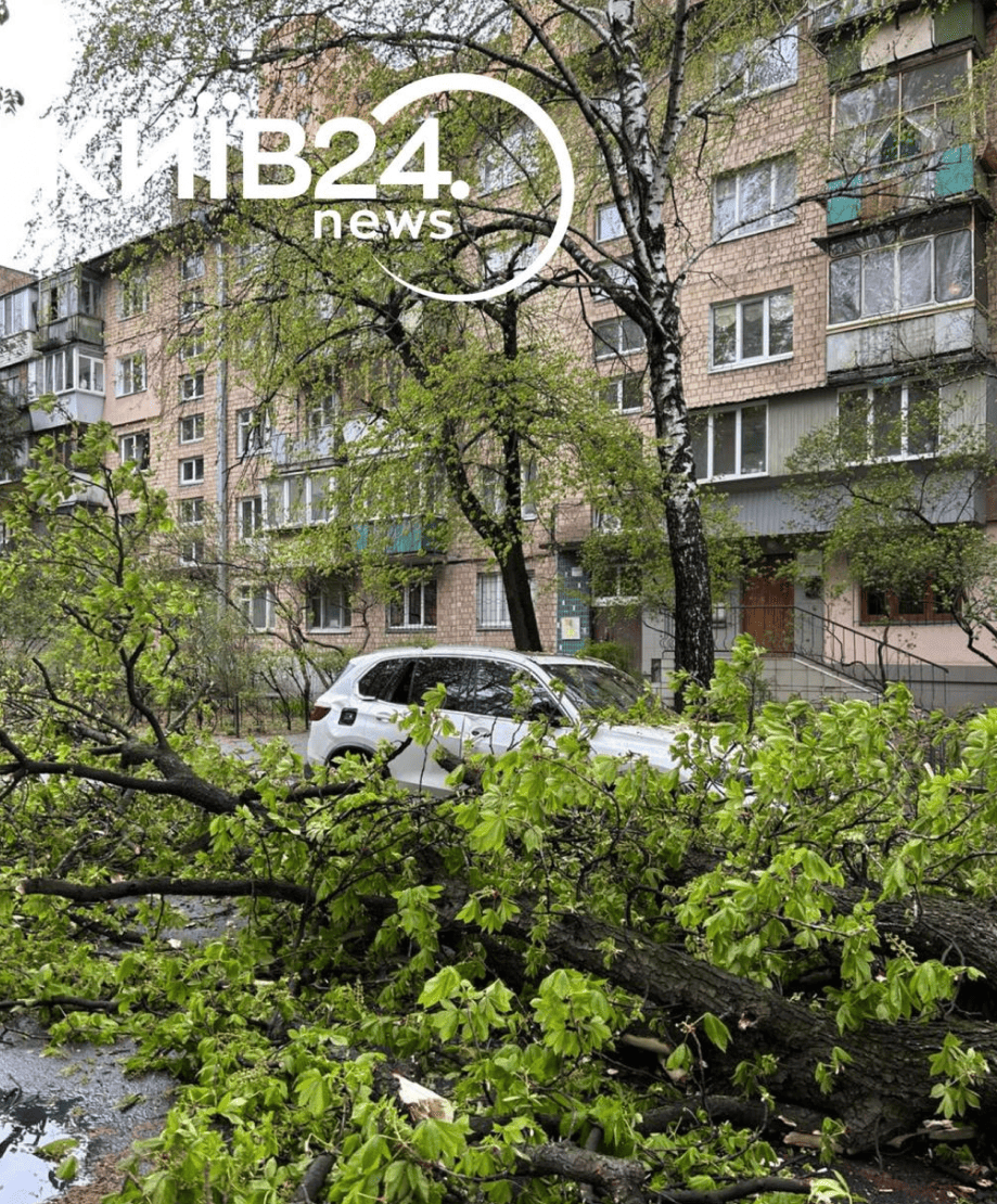 26 квітня у Києві впав Каштан Іващенка від негоди