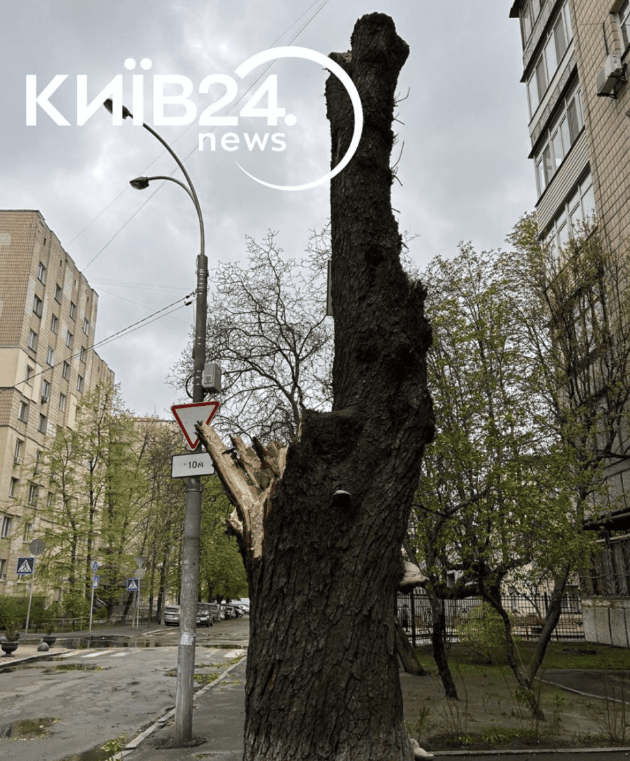 Каштан Іващенка впав внаслідок негоди