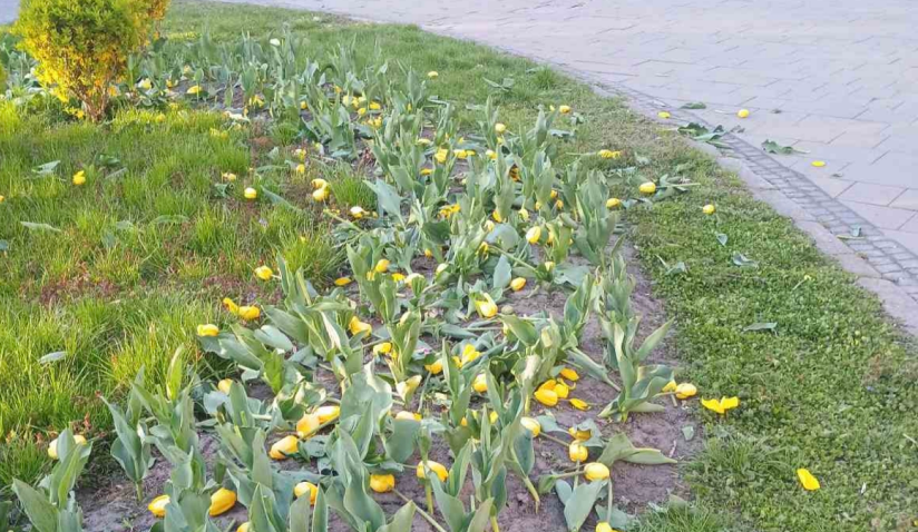 У Києві вандали знищили клумби з тюльпанами