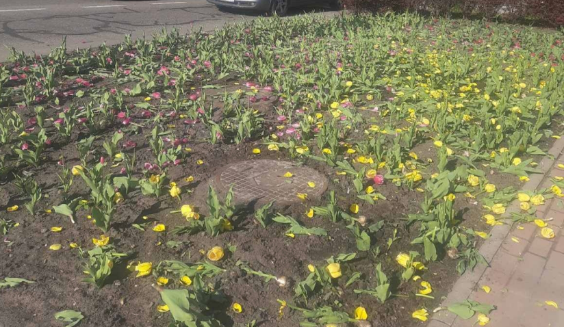 У Києві вандали знищили клумби з тюльпанами