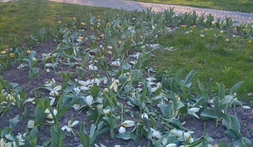 У Києві вандали знищили клумби з тюльпанами