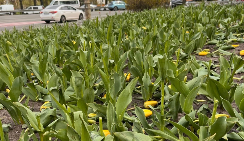 У Києві вандали знищили клумби з тюльпанами