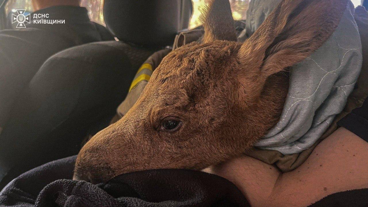 У Чорнобилі врятували лосеня. Фото: ДСНС