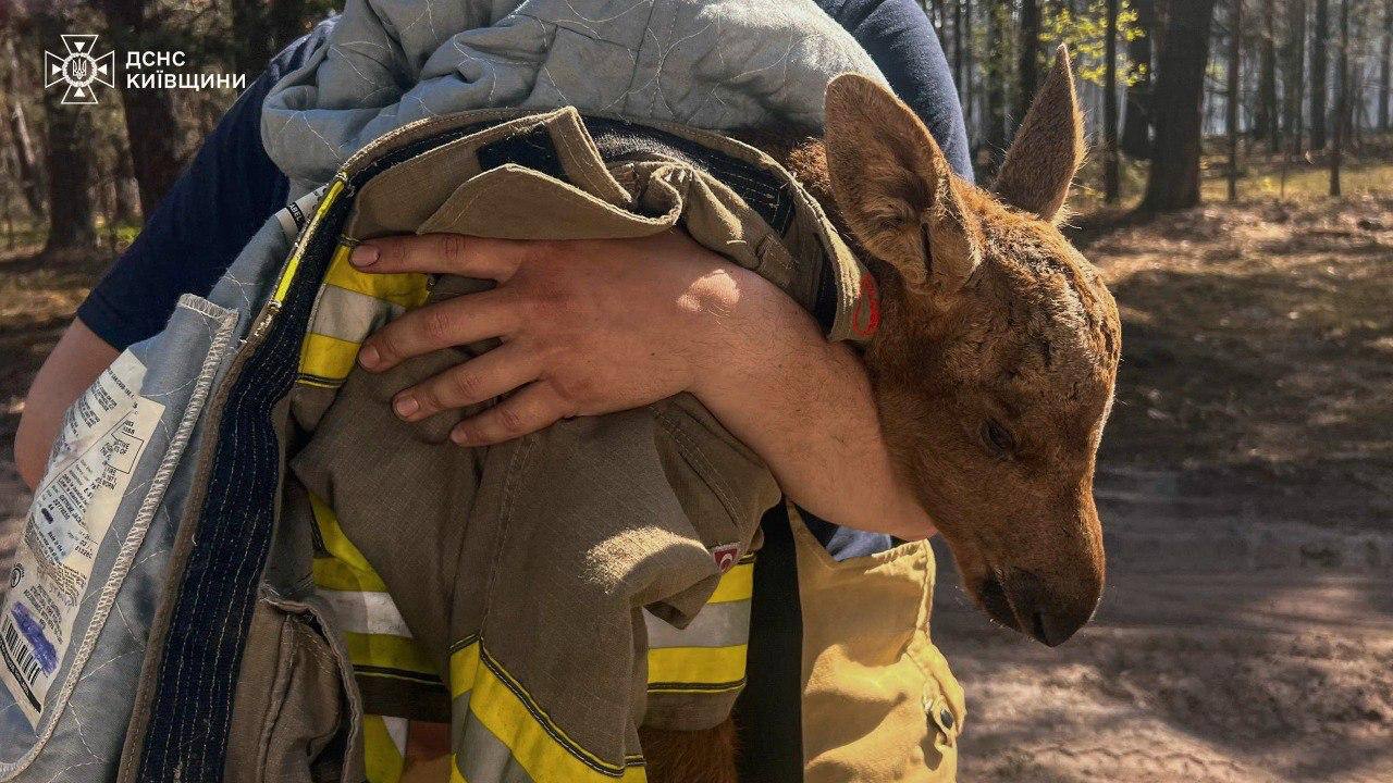 У Чорнобилі врятували лосеня. Фото: ДСНС