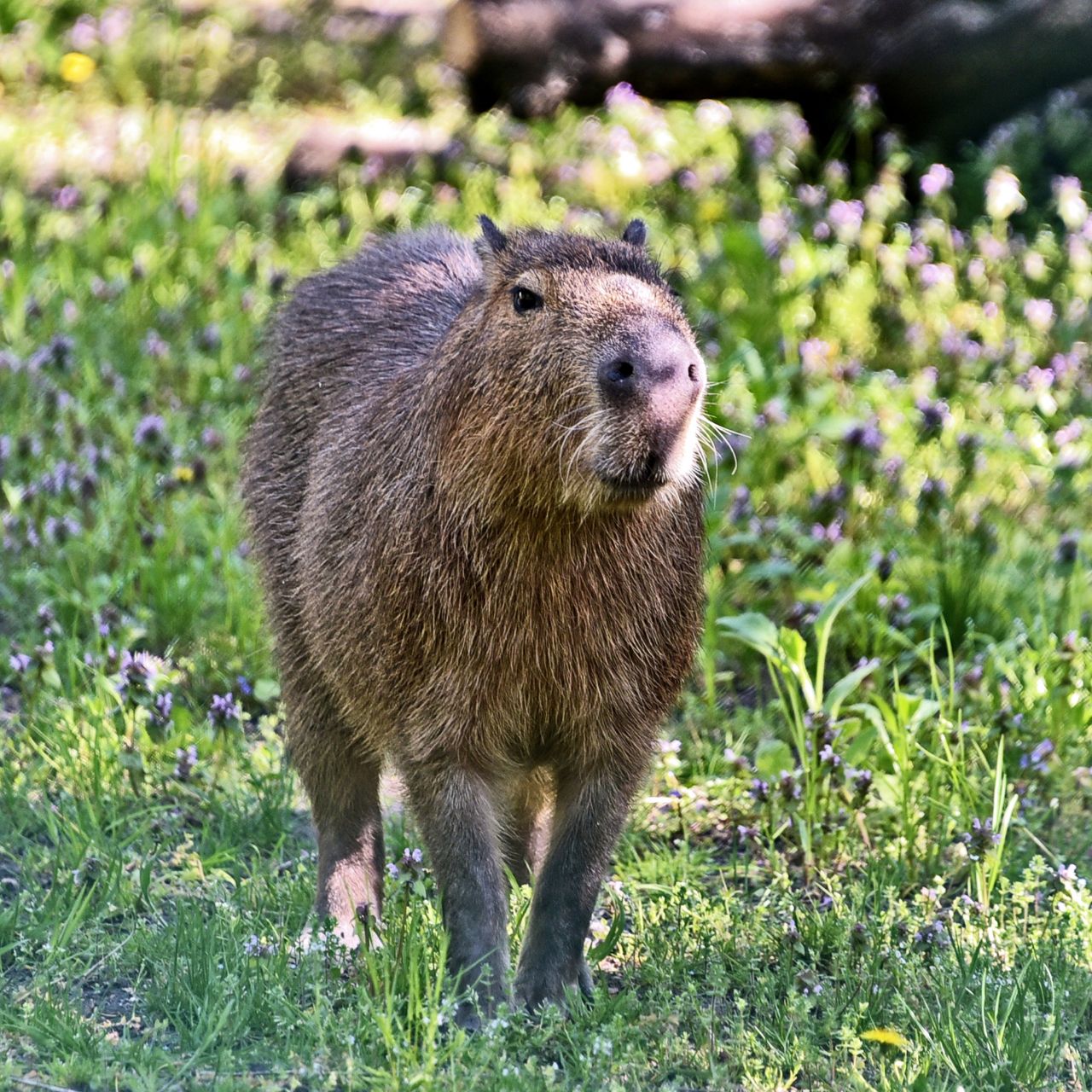 У КиївЗоо капібари відкрили купальний сезон. Фото: facebook.com/zoo.kyiv.ua