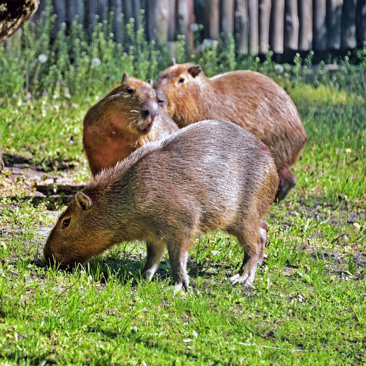 У КиївЗоо капібари відкрили купальний сезон. Фото: facebook.com/zoo.kyiv.ua