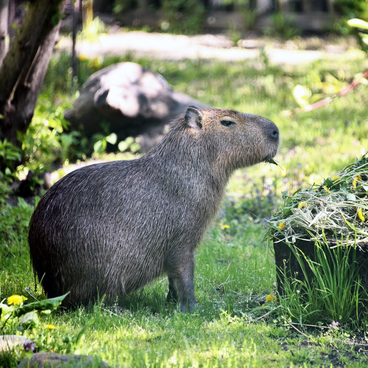 У КиївЗоо капібари відкрили купальний сезон. Фото: facebook.com/zoo.kyiv.ua