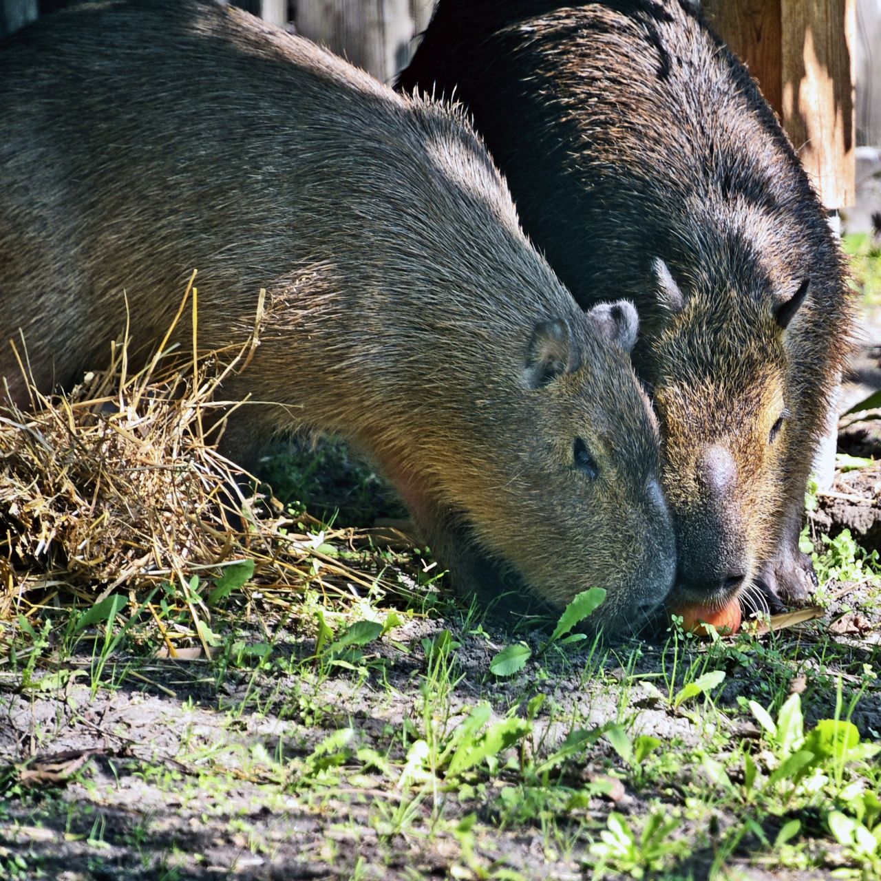 У КиївЗоо капібари відкрили купальний сезон. Фото: facebook.com/zoo.kyiv.ua