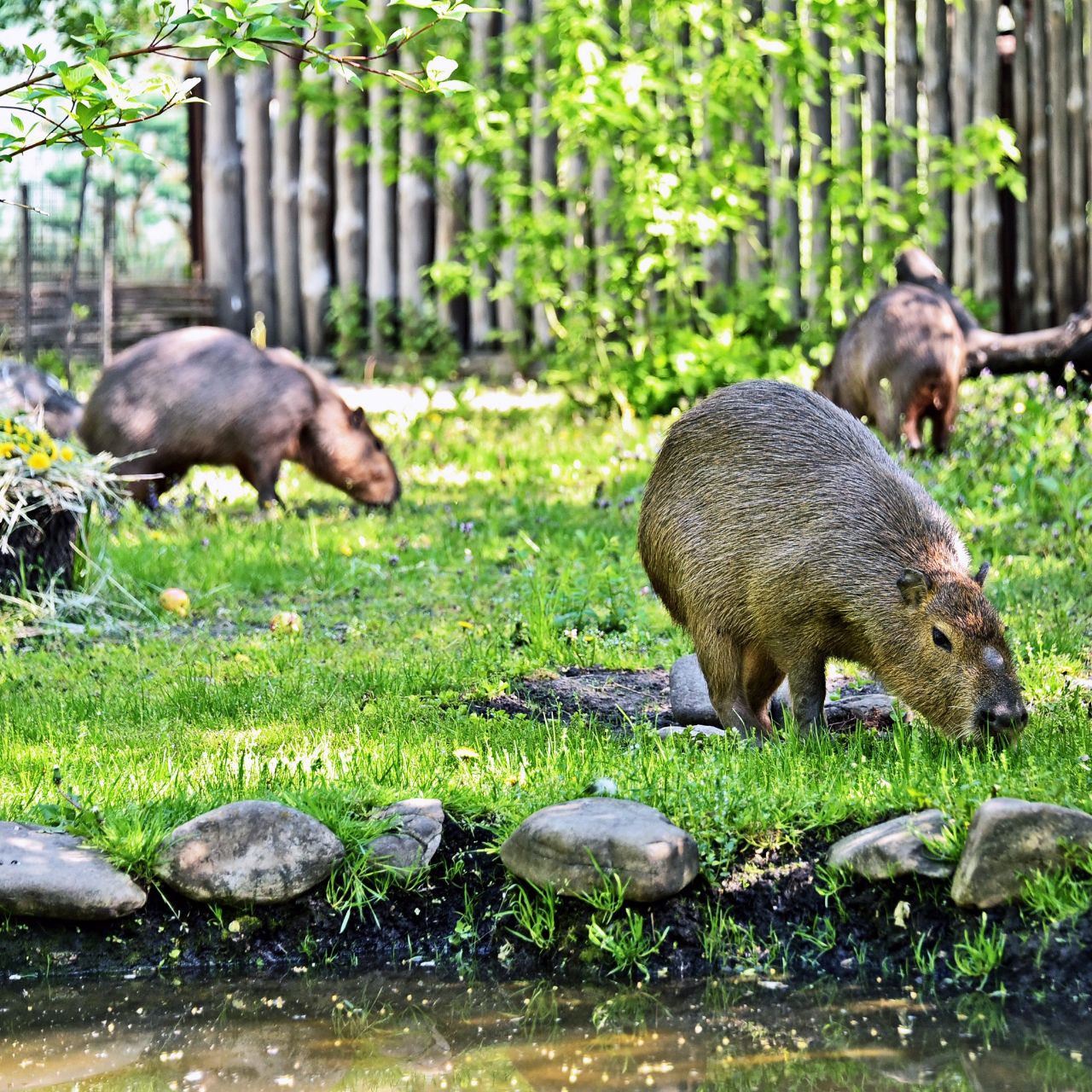 У КиївЗоо капібари відкрили купальний сезон. Фото: facebook.com/zoo.kyiv.ua