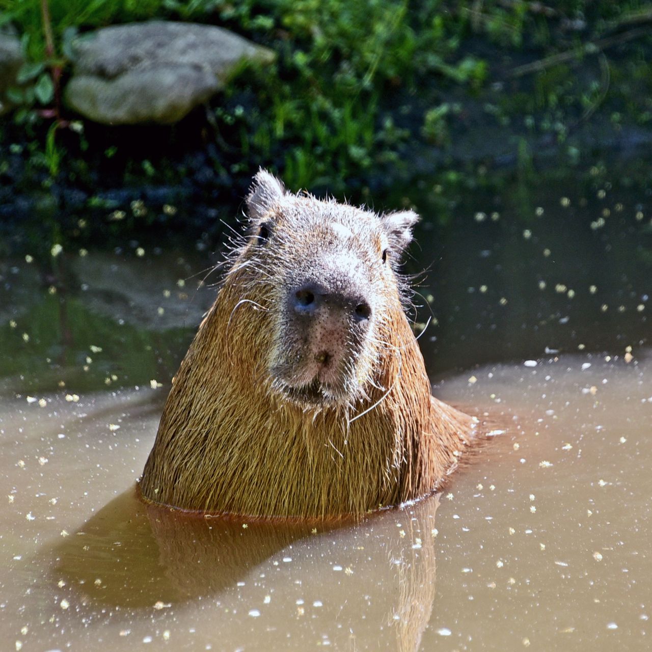 У КиївЗоо капібари відкрили купальний сезон. Фото: facebook.com/zoo.kyiv.ua