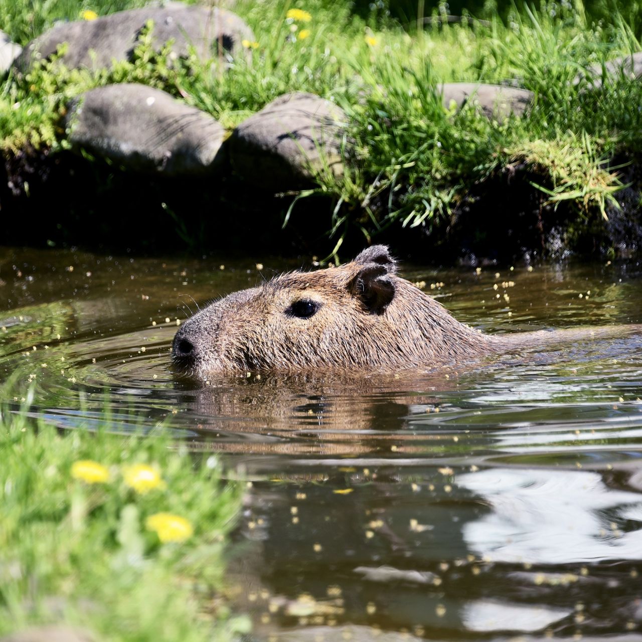 У КиївЗоо капібари відкрили купальний сезон. Фото: facebook.com/zoo.kyiv.ua