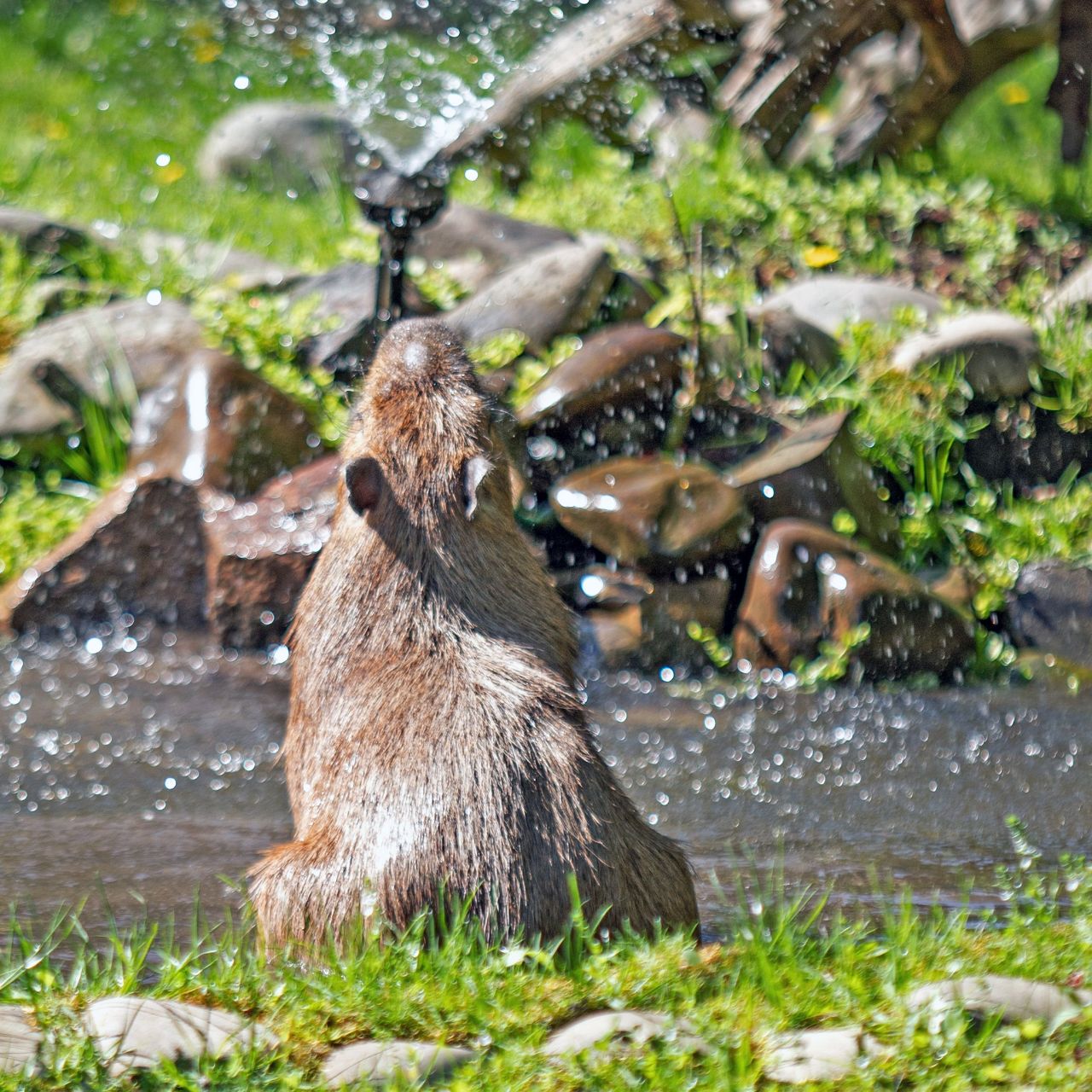 У КиївЗоо капібари відкрили купальний сезон. Фото: facebook.com/zoo.kyiv.ua