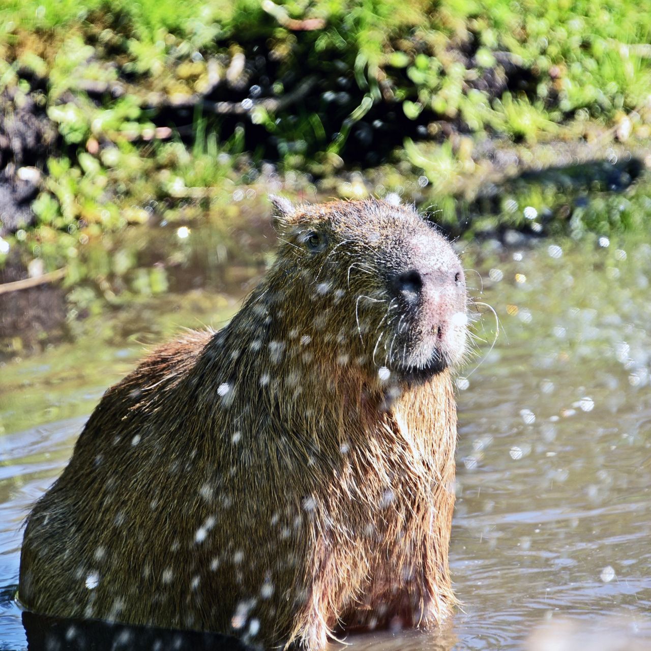 У КиївЗоо капібари відкрили купальний сезон. Фото: facebook.com/zoo.kyiv.ua