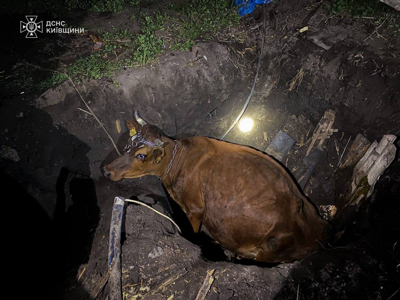 На Київщині рятувальники витягли корову з ями. Фото: ДСНС