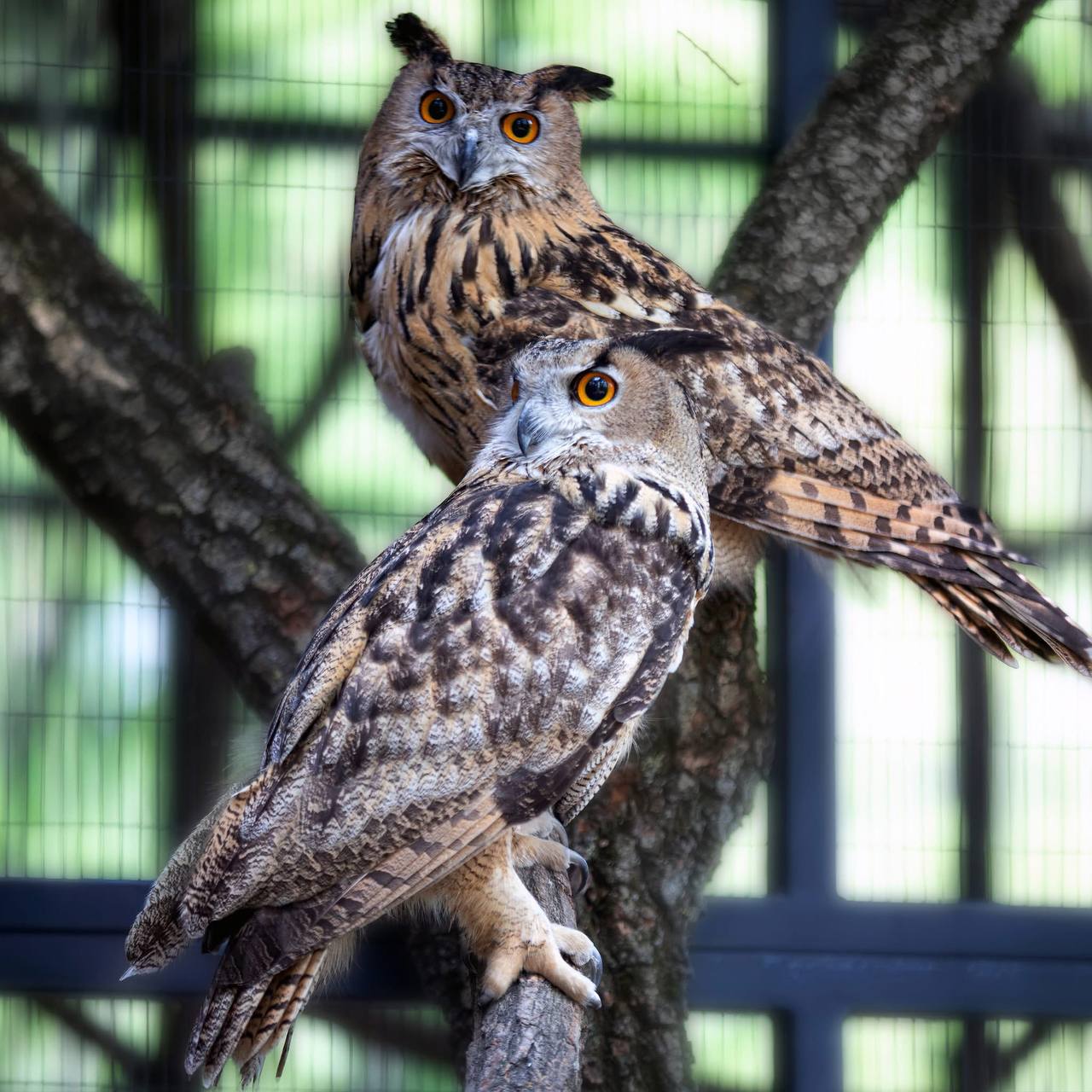 У КиївЗоо представили п'ять видів сов. Фото: facebook.com/zoo.kyiv.ua