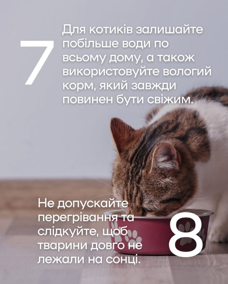 Що робити, аби влітку не допустити перегріву у тварин