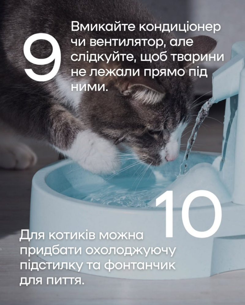 Що робити, аби влітку не допустити перегріву у тварин