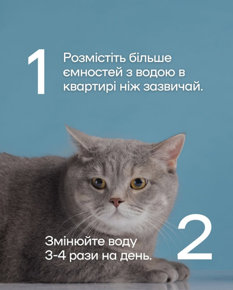 Що робити, аби влітку не допустити перегріву у тварин