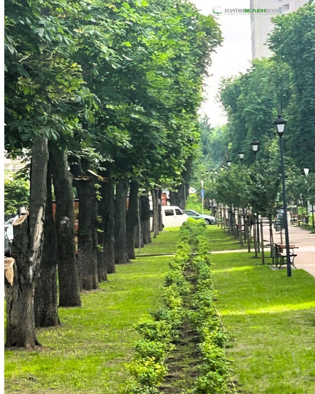 Липський бульвар. Фото: facebook.com/zelenbud