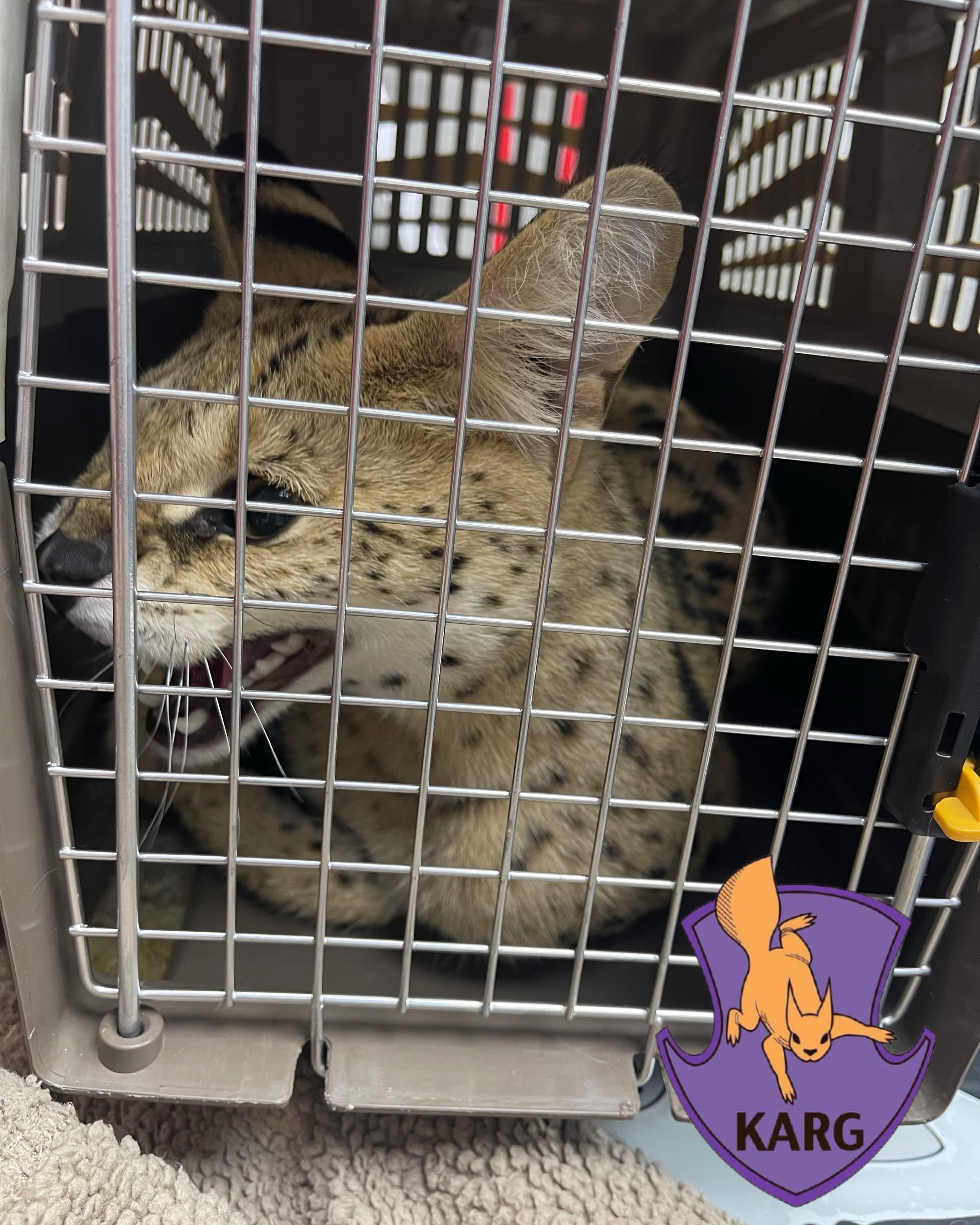 Сервал, якого врятували. Фото: facebook.com/KARG.kyivanimalrescuegroup