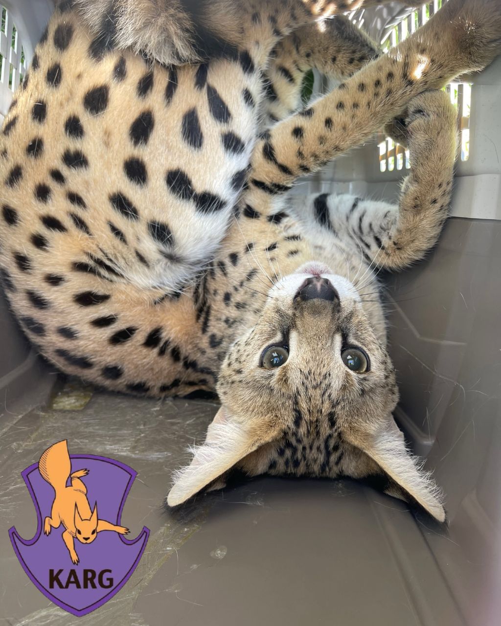 Сервал, якого врятували. Фото: facebook.com/KARG.kyivanimalrescuegroup