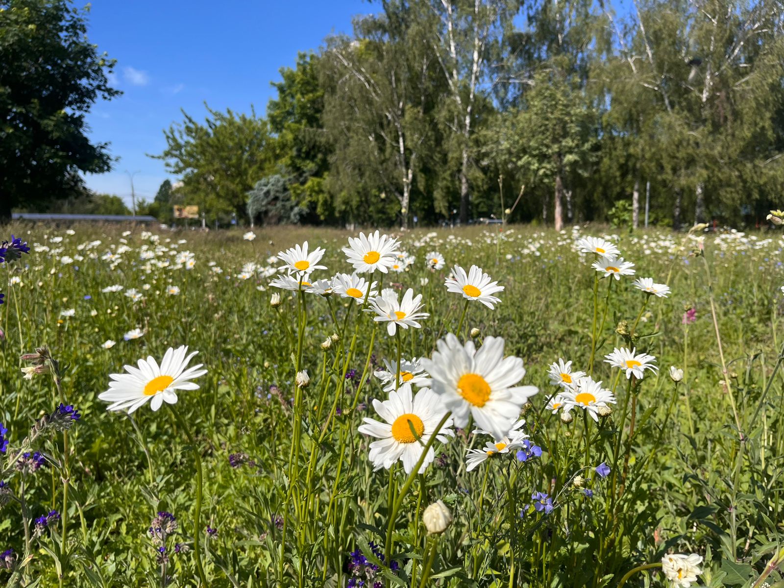 Київські луки. Фото: КМДА