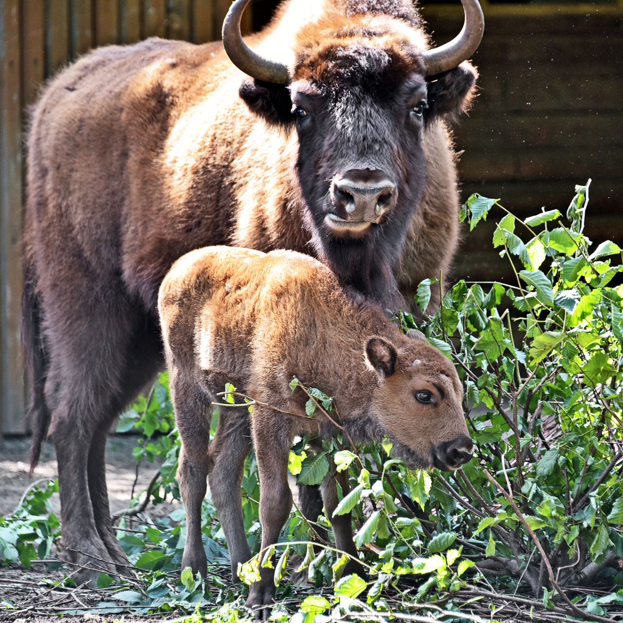 Новонароджене зубреня Юкка. Фото: https://zoo.kyiv.ua