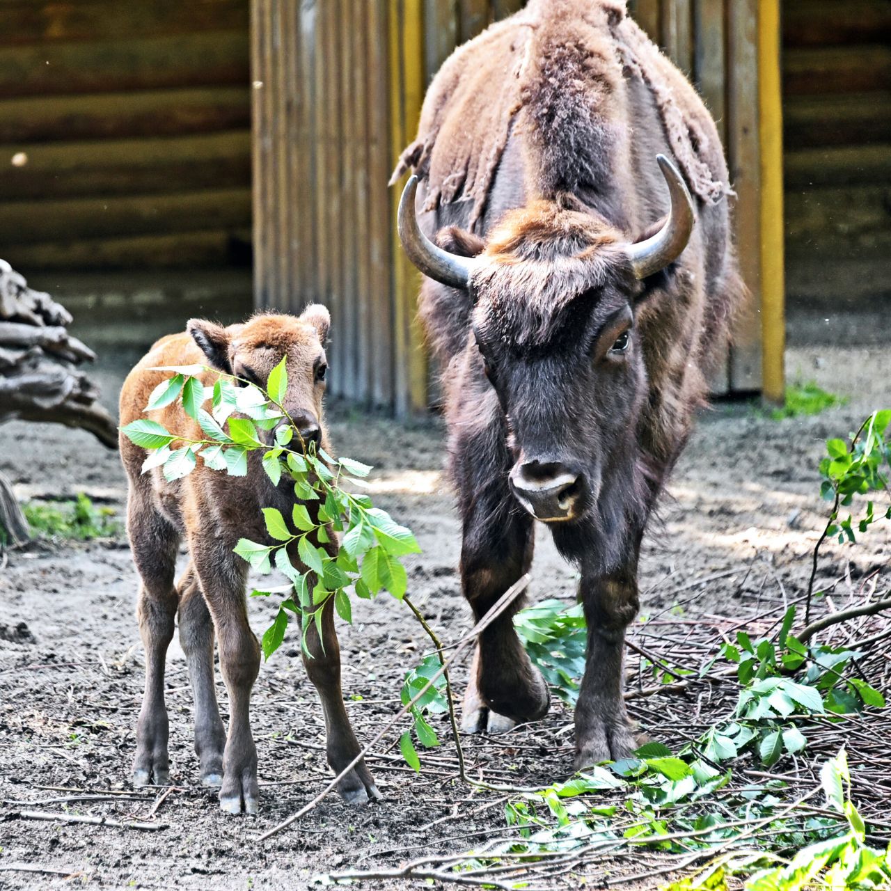 Новонароджене зубреня Юкка. Фото: https://zoo.kyiv.ua