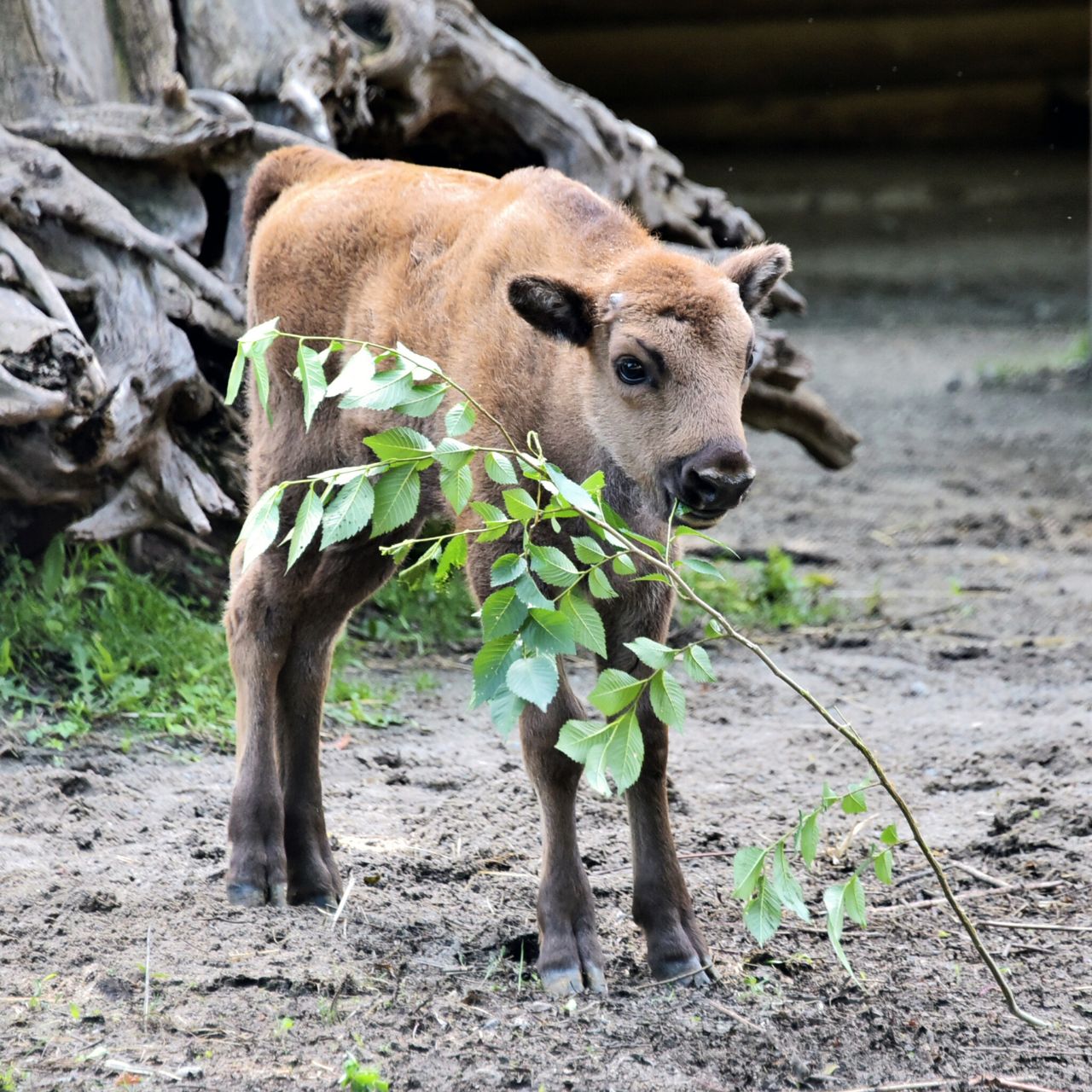 Новонароджене зубреня Юкка. Фото: https://zoo.kyiv.ua