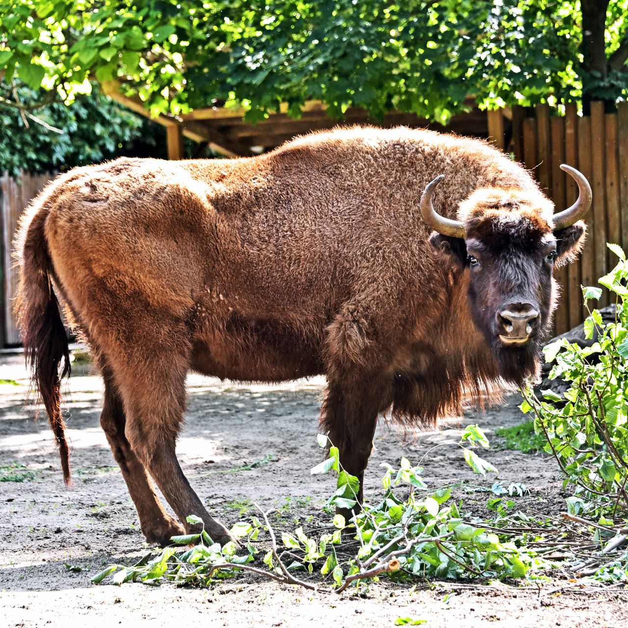 Новонароджене зубреня Юкка. Фото: https://zoo.kyiv.ua