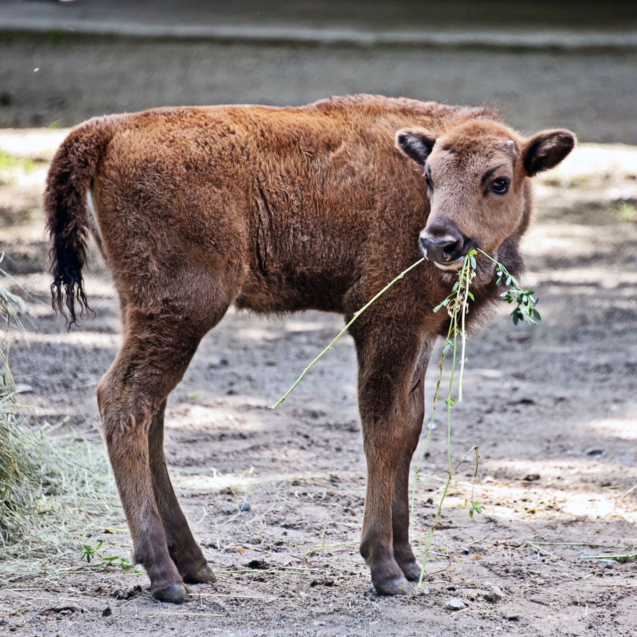 Новонароджене зубреня Юкка. Фото: https://zoo.kyiv.ua