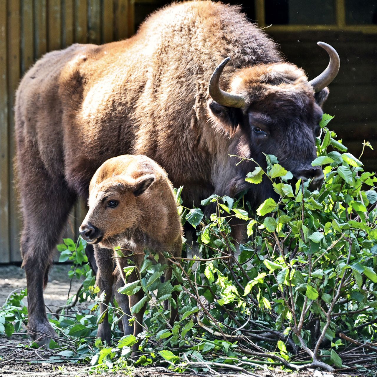 Новонароджене зубреня Юкка. Фото: https://zoo.kyiv.ua