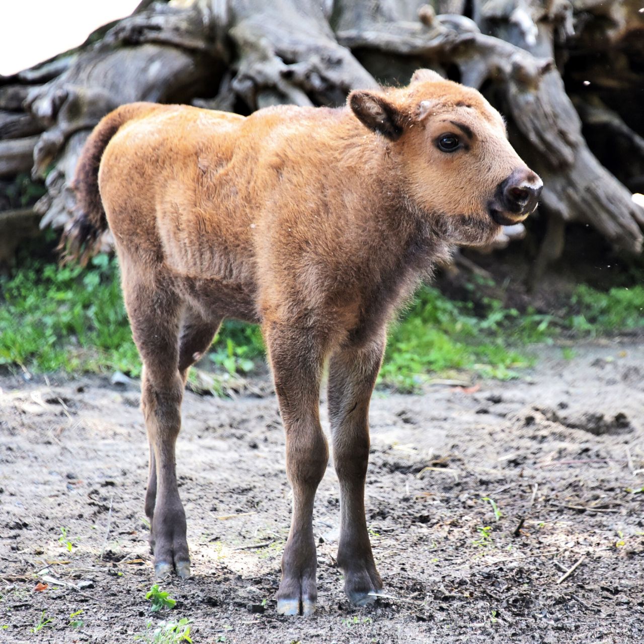 Новонароджене зубреня Юкка. Фото: https://zoo.kyiv.ua