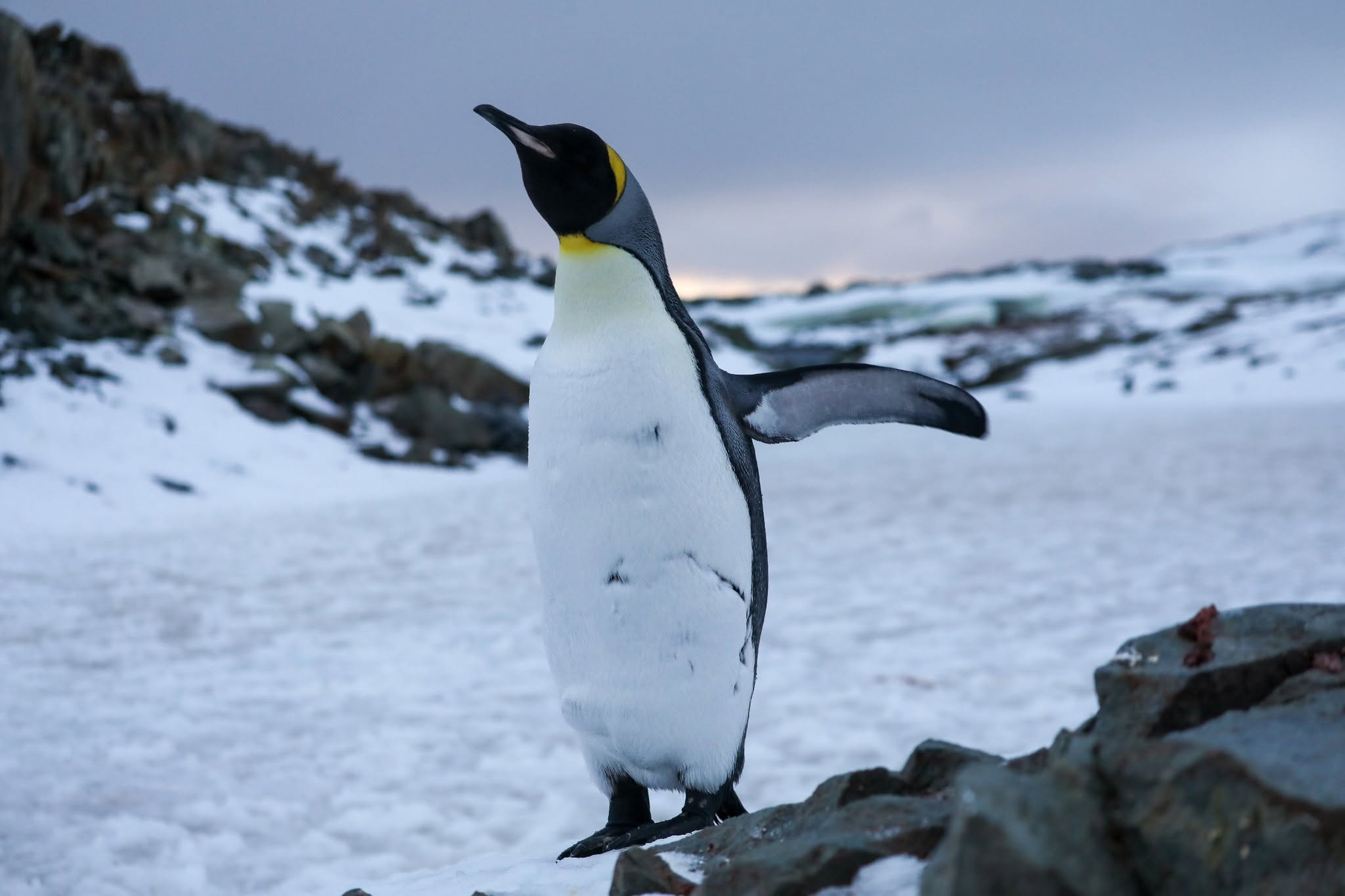 Королівський пінгвін на станції 