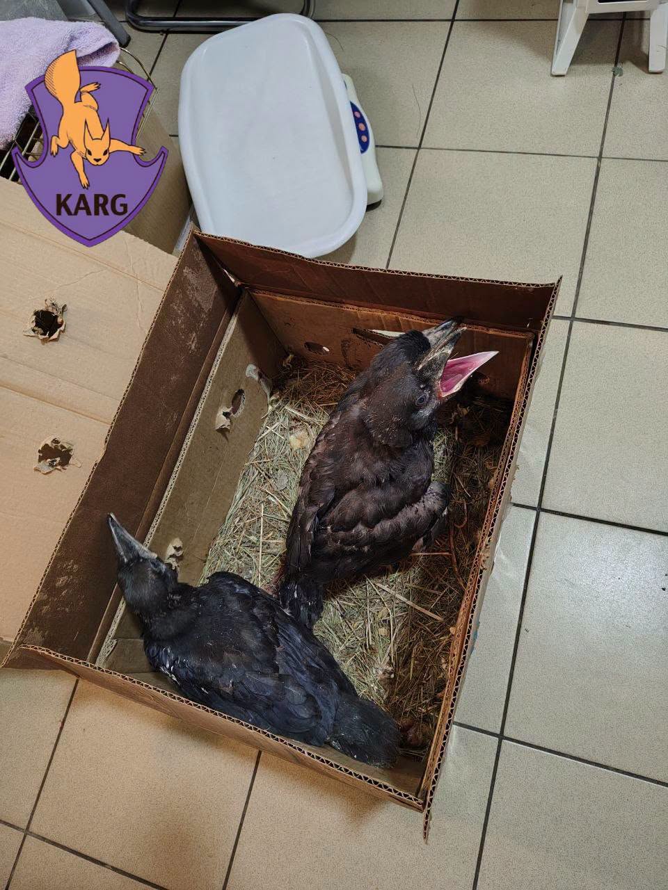 Коли не варто рятувати птахів. Фото: facebook.com/KARG.kyivanimalrescuegroup