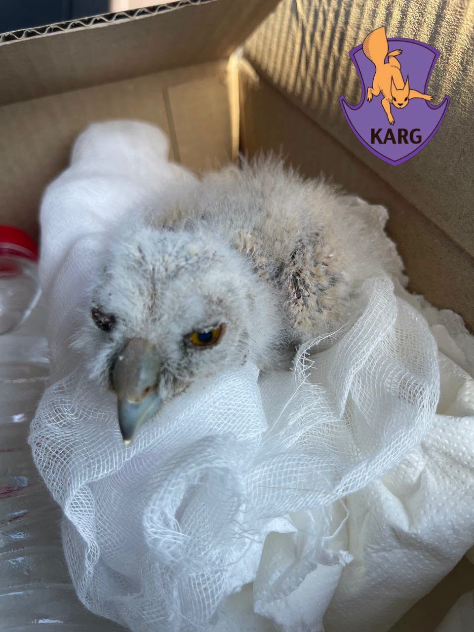Коли не варто рятувати птахів. Фото: facebook.com/KARG.kyivanimalrescuegroup