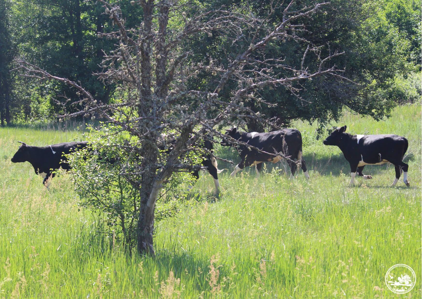 Стадо корів у Чорнобильському заповіднику. Фото: facebook.com/zapovidnyk2018