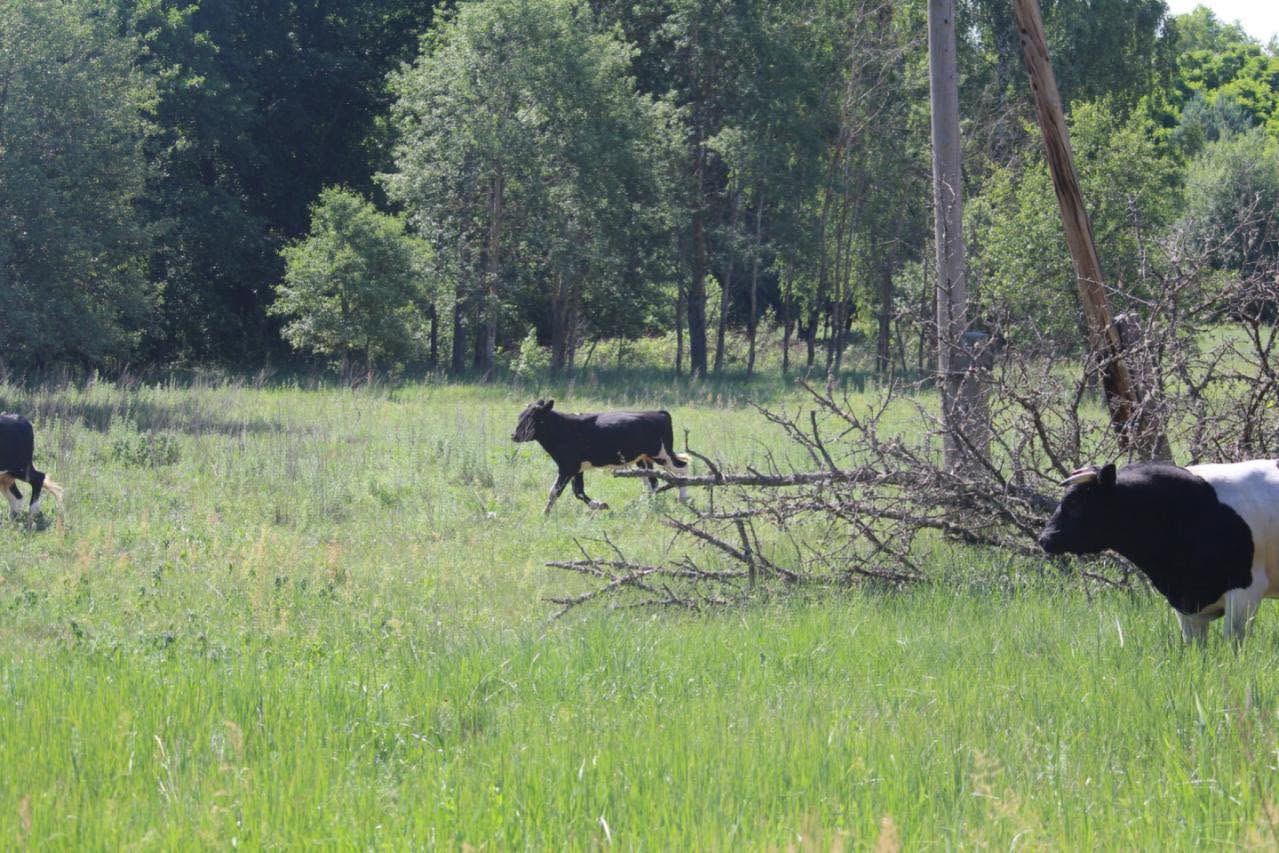 Стадо корів у Чорнобильському заповіднику. Фото: facebook.com/zapovidnyk2018