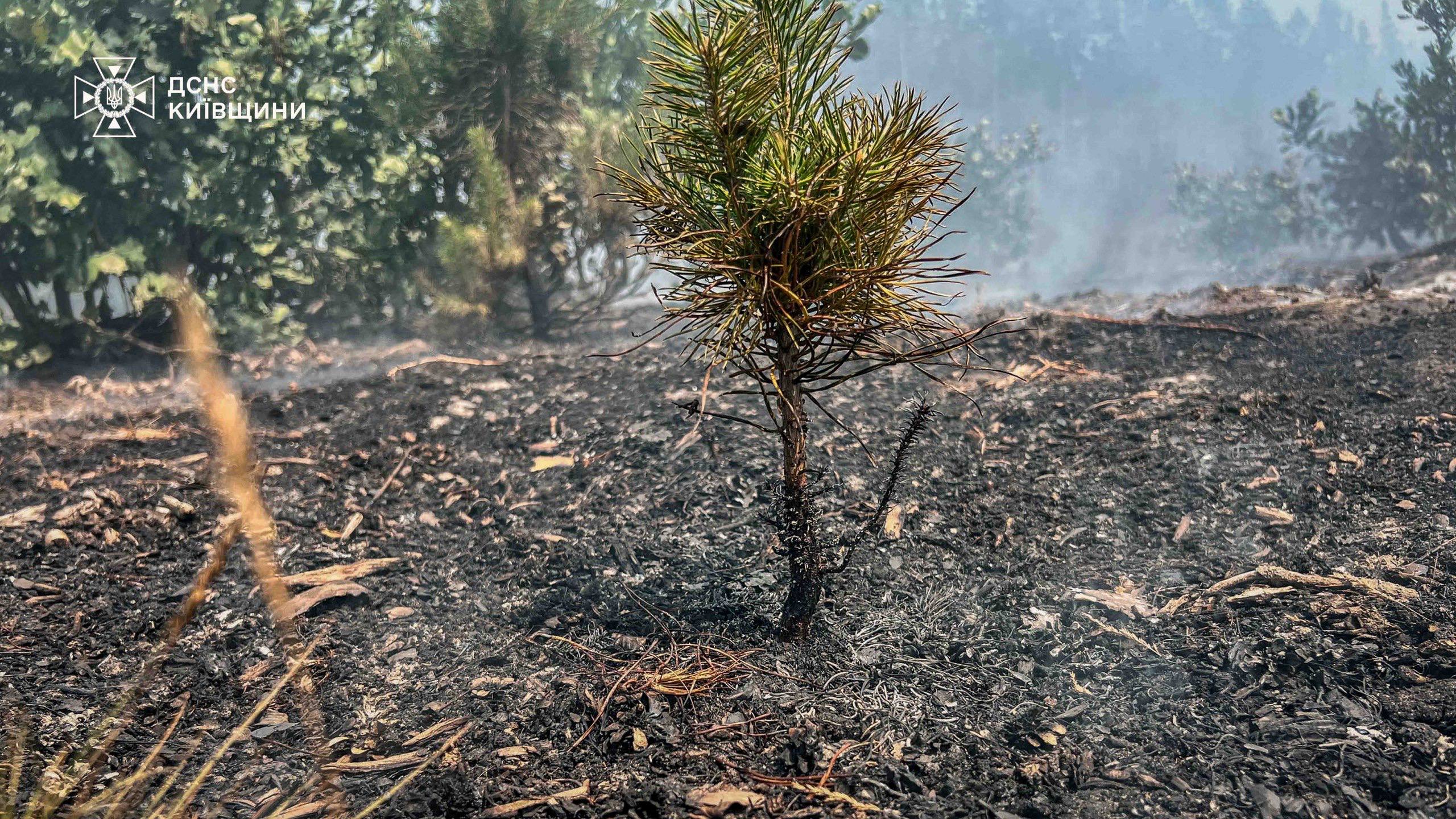 Пожежа у Чорнобильській зоні. Фото: ДСНС