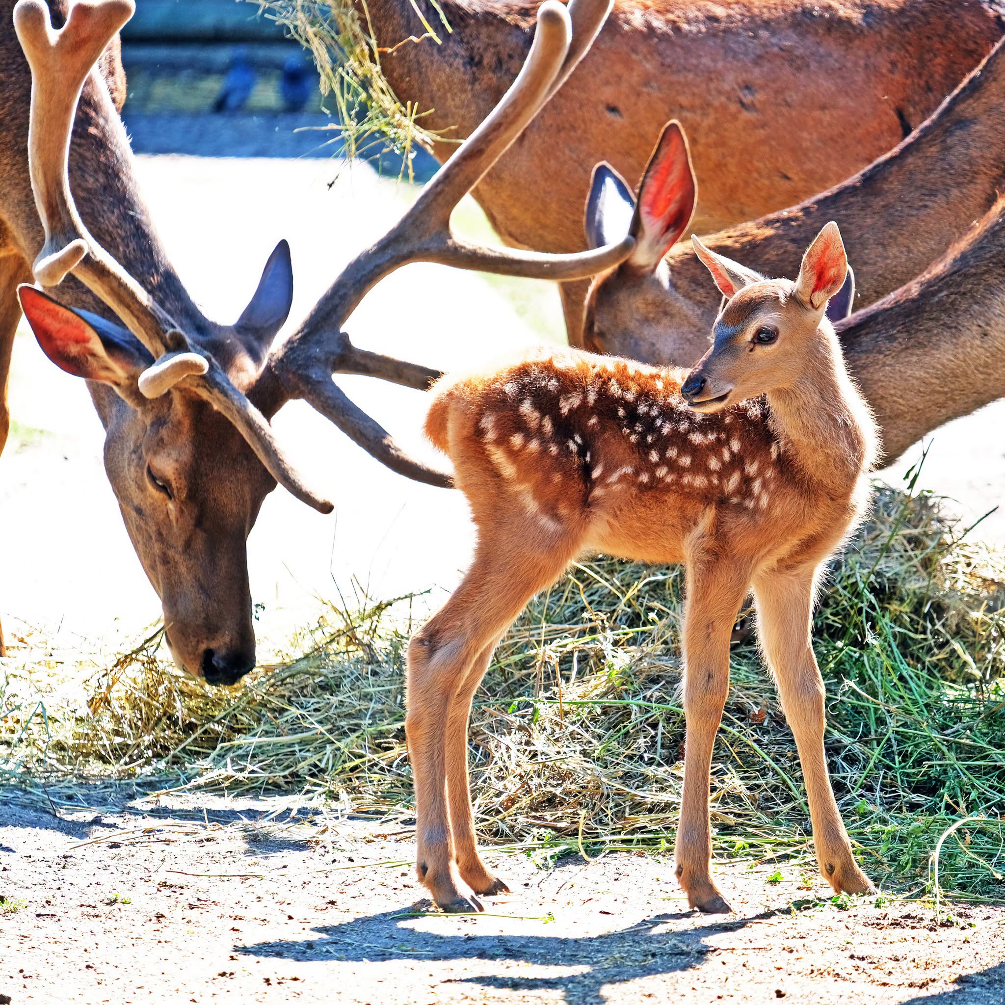 Благородні оленята в КиївЗоо. Фото: facebook.com/zoo.kyiv.ua