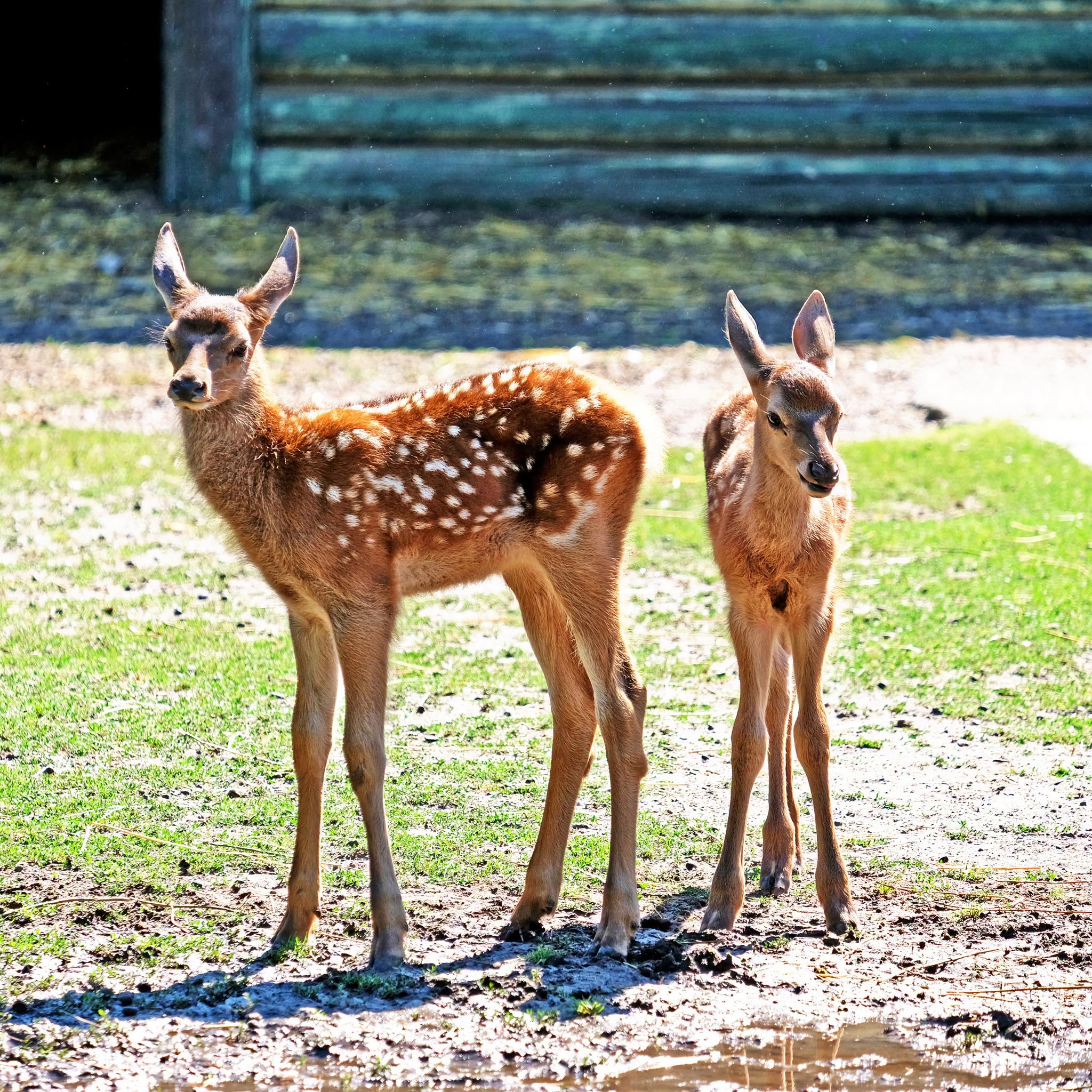 Благородні оленята в КиївЗоо. Фото: facebook.com/zoo.kyiv.ua