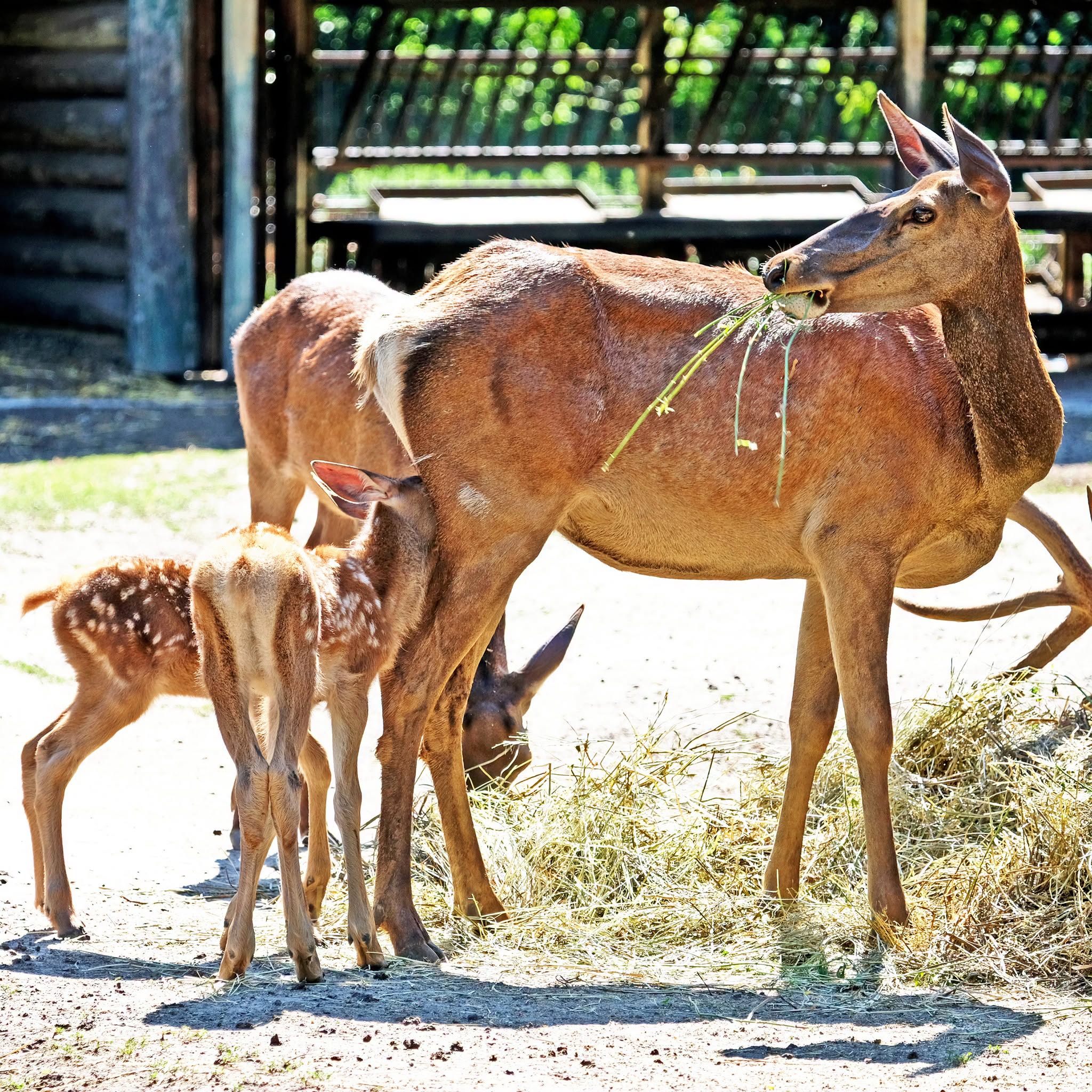 Благородні оленята в КиївЗоо. Фото: facebook.com/zoo.kyiv.ua