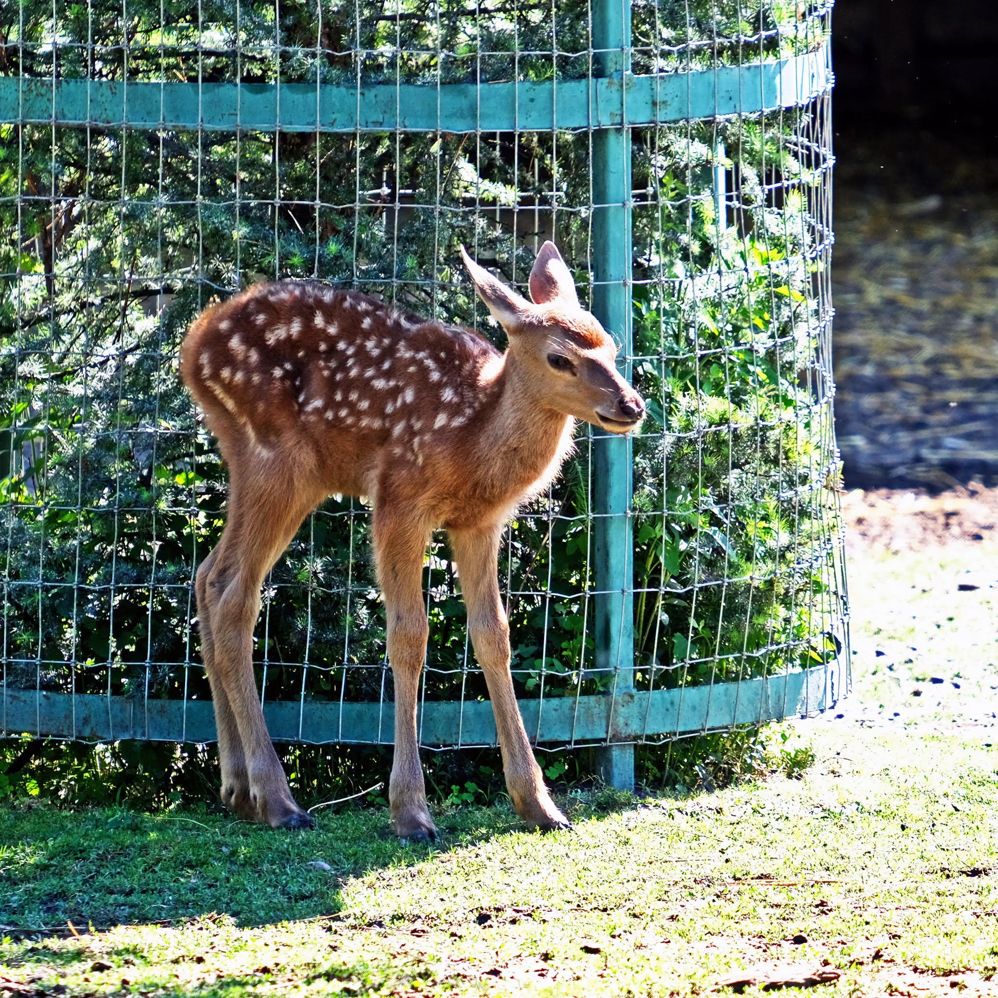 Благородні оленята в КиївЗоо. Фото: facebook.com/zoo.kyiv.ua