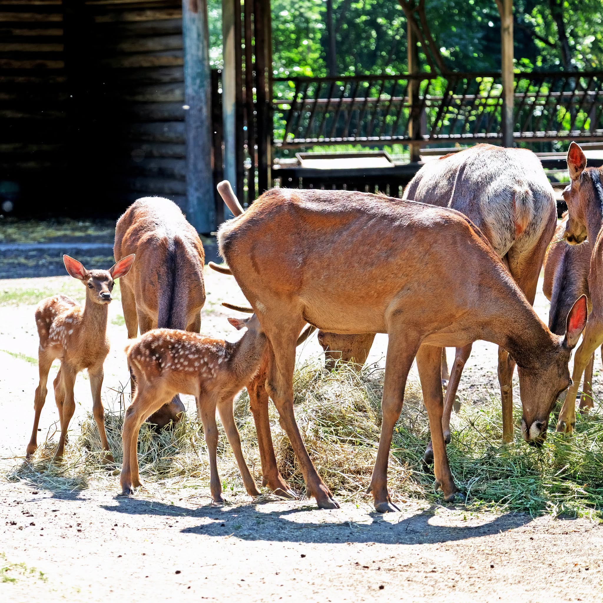 Благородні оленята в КиївЗоо. Фото: facebook.com/zoo.kyiv.ua